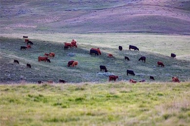 The Judith River Confluence Ranch spans 2,263+/- acres in the - photo 25