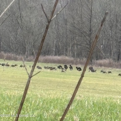 This exceptional 176+/- acre tract in Tippah County offers a - photo 15