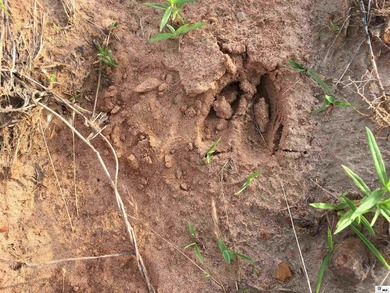 Discover the perfect place to build your dream home on this 3 - photo 14