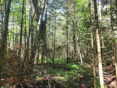 3.6-acre lot with over 800 feet of frontage on Wildwood Lake! A - photo 17