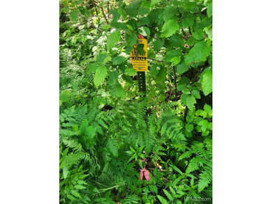 3.6-acre lot with over 800 feet of frontage on Wildwood Lake! A - photo 22