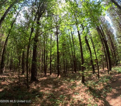 255+/- Acres | Hunting & Recreation Tract | Braxton, MS If - photo 26