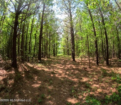 255+/- Acres | Hunting & Recreation Tract | Braxton, MS If - photo 27