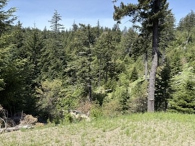 Escape to your own sanctuary on 330 acres of timberland (4.5MBF - photo 5