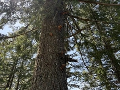 Escape to your own sanctuary on 330 acres of timberland (4.5MBF - photo 6