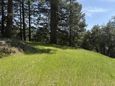 Escape to your own sanctuary on 330 acres of timberland (4.5MBF - photo 7