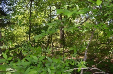 Lake Lot For Sale in Trinidad, Texas