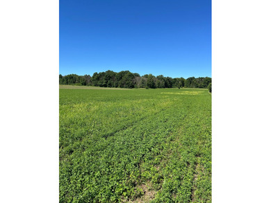 This approximately 40 acres would make the ideal hunting setup - photo 9