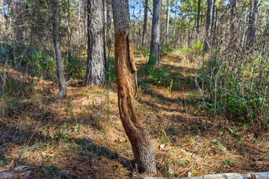 Welcome to one of the most extraordinary land offerings in the - photo 47