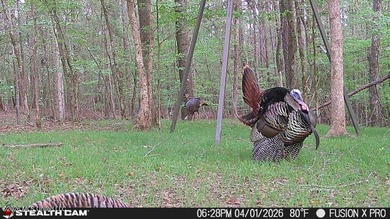 Booger Bottom Plantation - A True Year-Round Sportsman's - photo 37