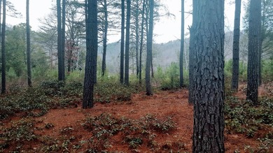 Beautiful view up and down the main channel from this wooded lot - photo 32