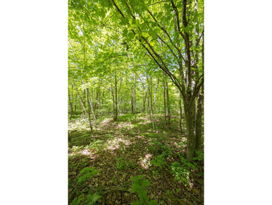 Just minutes from Woman Lake, this 5.87-acre parcel places you - photo 8