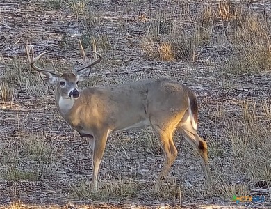 Discover 347.01 acres of pristine Central Texas countryside - photo 6