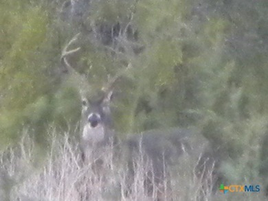 Discover 347.01 acres of pristine Central Texas countryside - photo 9