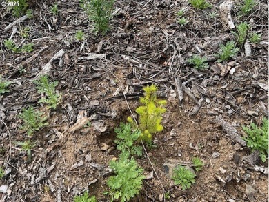 Here is an opportunity for a great recreational property. This - photo 5