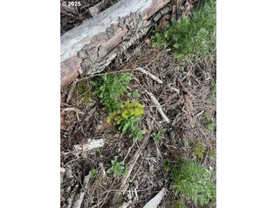 Here is an opportunity for a great recreational property. This - photo 6