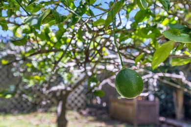 Located in a quiet cul-de-sac in Central Kihei, 94 Mehani Place - photo 45