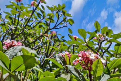 Located in a quiet cul-de-sac in Central Kihei, 94 Mehani Place - photo 47