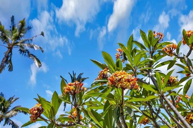 Located in a quiet cul-de-sac in Central Kihei, 94 Mehani Place - photo 48
