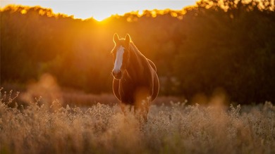 Red Hill Ranch is a turnkey 230+/- acre retreat within - photo 5