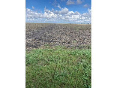 This farm has been in row crop production for almost 50 years - photo 4