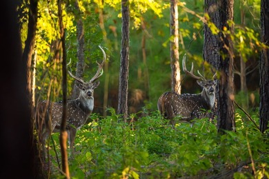 Lake Springs Ranch is the epitome of a true East Texas - photo 4