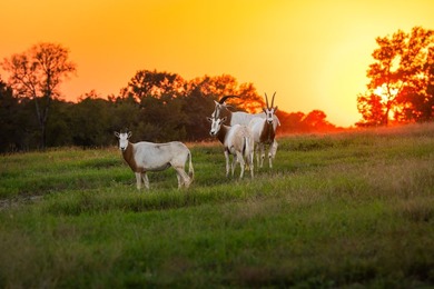 Lake Springs Ranch is the epitome of a true East Texas - photo 9