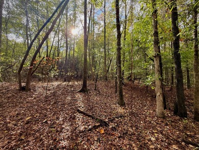 Black Warrior River Acreage For Sale in Sipsey Alabama