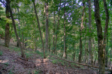 1.5 Acres With a GREAT Beaver Lake View! - photo 12