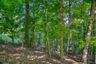 1.5 Acres With a GREAT Beaver Lake View! - photo 11