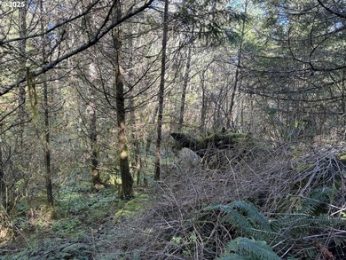 LARGE, 24.38 +/- ACRES OVER TWO TAX PARCELS (#1402/#1403) - photo 22