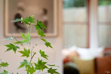 Set within Stinson Beach Highlands, 215 Belvedere is nestled - photo 20