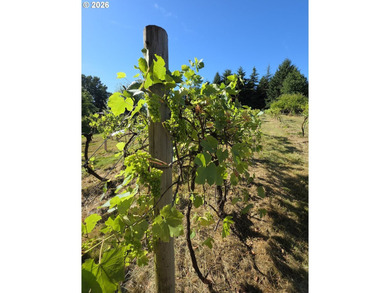 Your Winemaking Dream (or Kennel Dream) AwaitsPicture this: 5 - photo 39