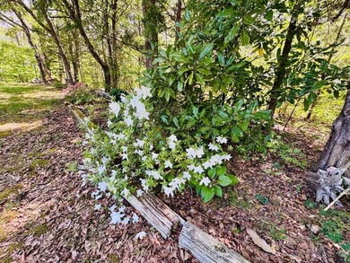 24 ACRES OF OUTDOOR PARADISE NEAR LAKE RUSSELL - If you've been - photo 22