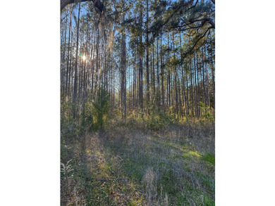 12 Acres in Perry, FL with US Hwy 19 frontage! This beautiful - photo 4
