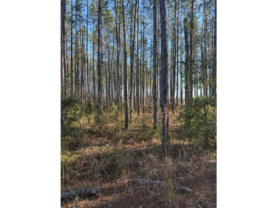 12 Acres in Perry, FL with US Hwy 19 frontage! This beautiful - photo 7