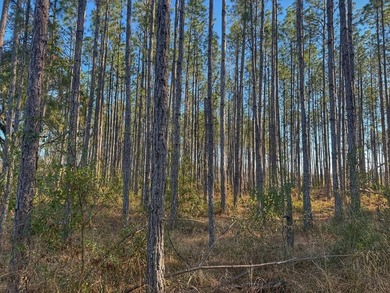 12 Acres in Perry, FL with US Hwy 19 frontage! This beautiful - photo 8