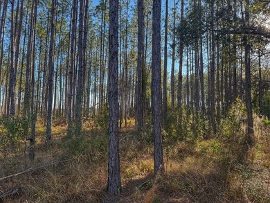 12 Acres in Perry, FL with US Hwy 19 frontage! This beautiful - photo 9