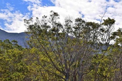 This Kula property consists of THREE separate homes on 2.736 - photo 48