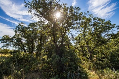 Tract 1 - 125+/- Acres | Woodward County, OK Located in the - photo 11