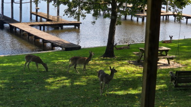 WATERFRONT RETREAT AT HOUSTON COUNTY LAKE! - photo 7