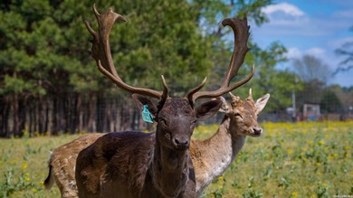 Twisted L Ranch is a premier 260 acre high-fence recreational - photo 33