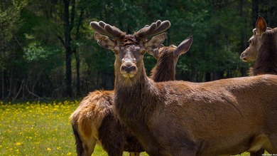 Twisted L Ranch is a premier 260 acre high-fence recreational - photo 36