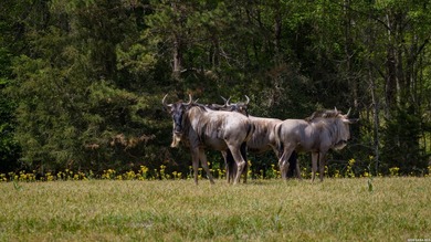 Twisted L Ranch is a premier 260 acre high-fence recreational - photo 39