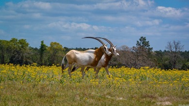 Twisted L Ranch is a premier 260 acre high-fence recreational - photo 41