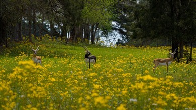 Twisted L Ranch is a premier 260 acre high-fence recreational - photo 42