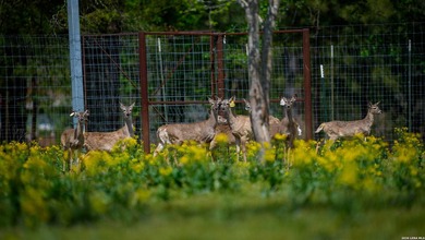 Twisted L Ranch is a premier 260 acre high-fence recreational - photo 46