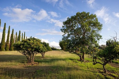 Perfectly located in Upcountry Maui's highly coveted Kula Glen - photo 36