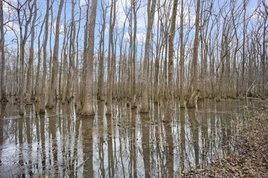 Owl Creek is located on the AL/MS boundary in Pickens County, AL - photo 45