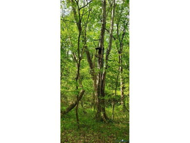 75.496 Acres on Winningham Rd in Rural Nottoway County. Property - photo 12